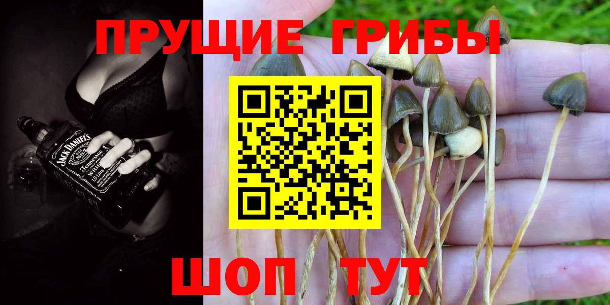 Псилоцибиновые грибы Cubensis  Вход с VPN  Нарткала  Галлюциногенные грибы Psilocybine cubensis 
